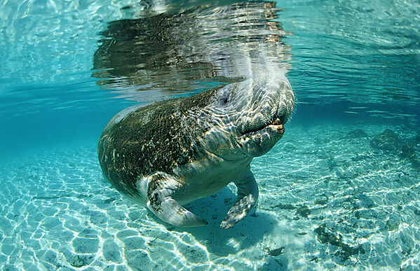 Breathing West Indian Manatee