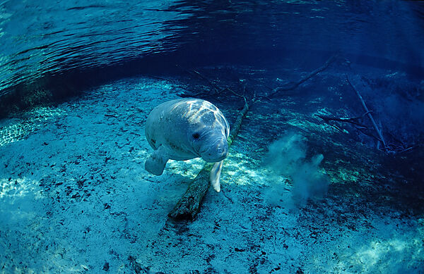 West Indian Manatee, calf