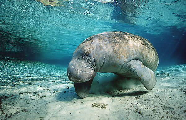 West Indian Manatee