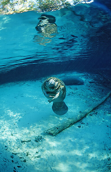 West Indian Manatee, calf