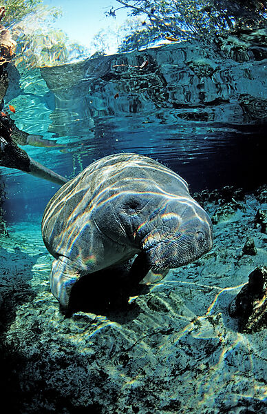 West Indian Manatee