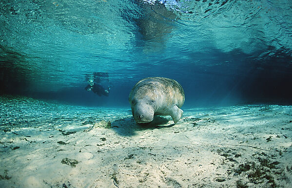 West Indian Manatee