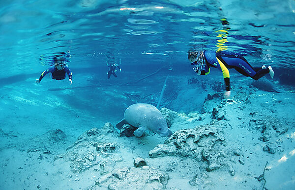West Indian Manatee and scin diver