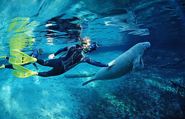 West Indian Manatee and scin diver