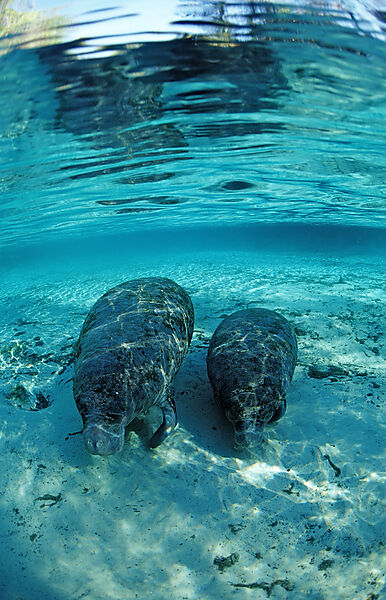West Indian Manatee, Mother and calf