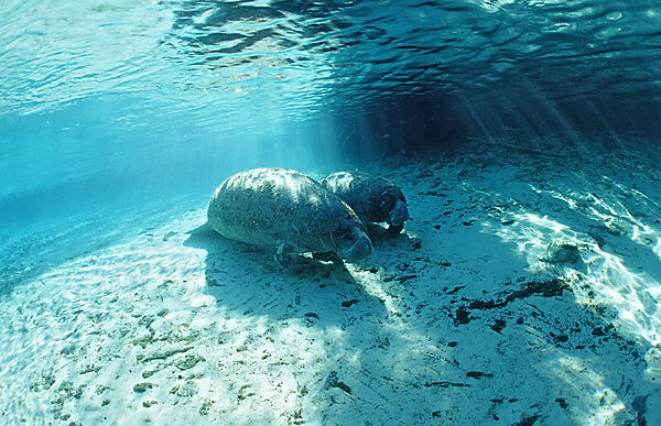 West Indian Manatee, Mother and calf