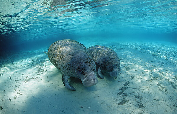 West Indian Manatee, Mother and calf