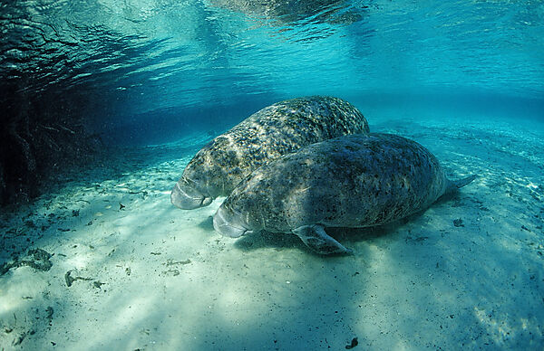 West Indian Manatee, Mother and calf