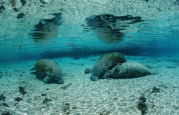 West Indian Manatee, Mother and calf