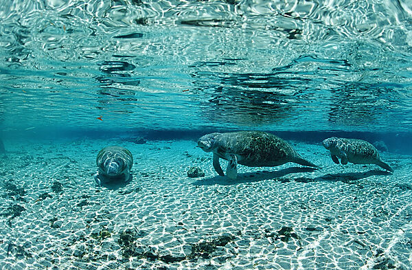 West Indian Manatee, Mother and calf
