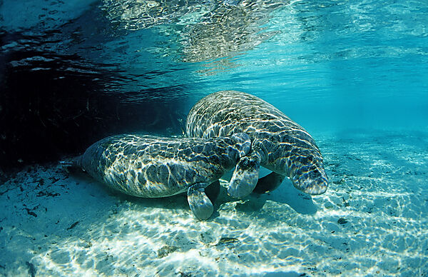 West Indian Manatee, calf nursing