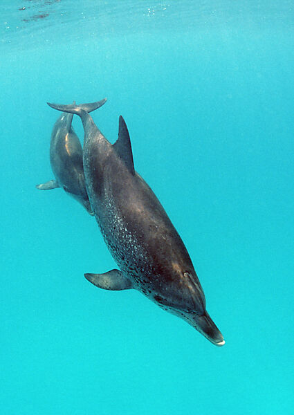 Atlantischer Fleckendelfin, Zuegeldelfin