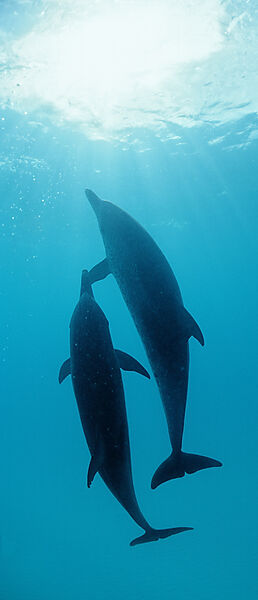 Atlantischer Fleckendelfin, Zuegeldelfin