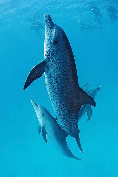 Atlantischer Fleckendelfin, Zuegeldelfin
