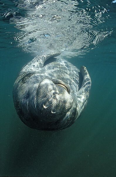 West Indian Manatee