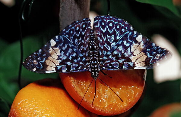 Ferentina Calico Schmetterling