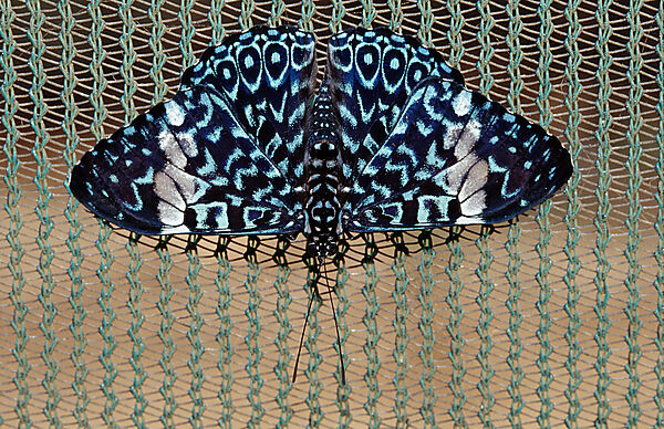 Hamadryas butterfly, Gray Cracker butterfly