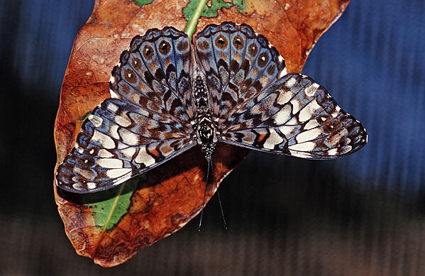 Hamadryas butterfly, Gray Cracker butterfly