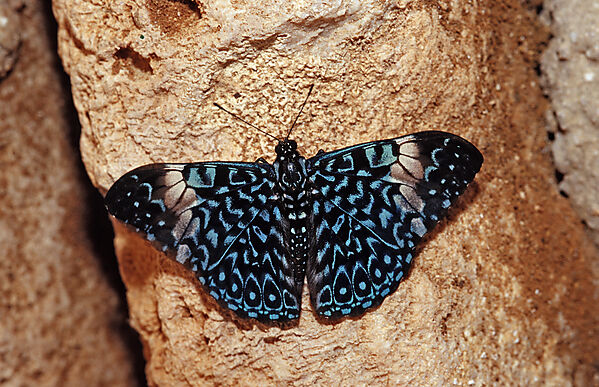 Hamadryas butterfly, Gray Cracker butterfly