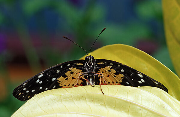 Tropischer Schmetterling