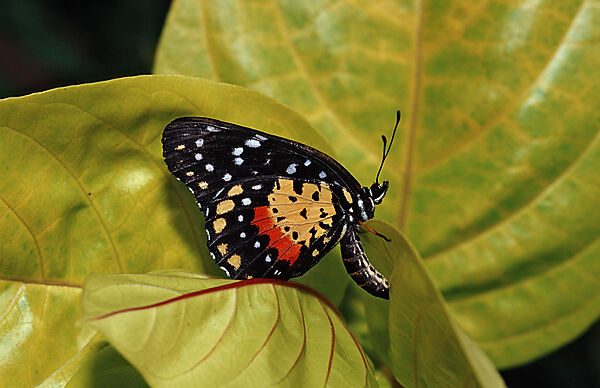 Tropischer Schmetterling