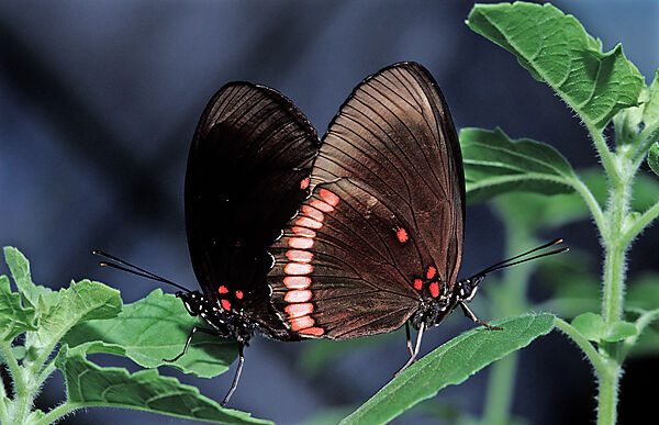 Tropischer Schmetterling