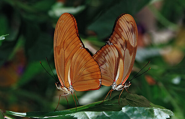 Tropischer Schmetterling