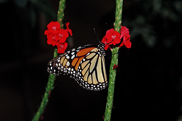 Monarch butterfly