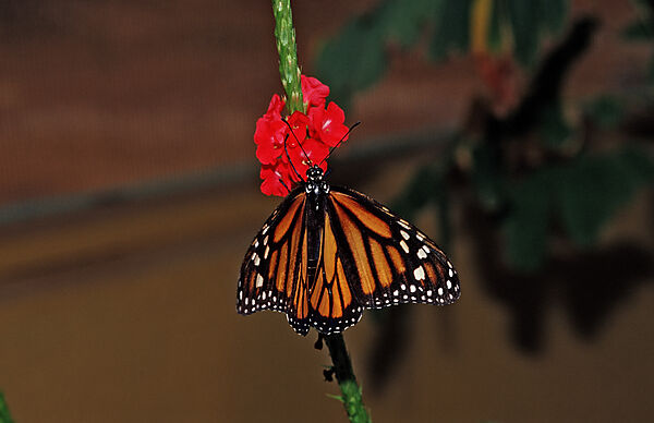 Monarch butterfly