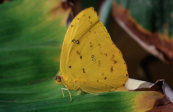 Orange-Barred Sulphur