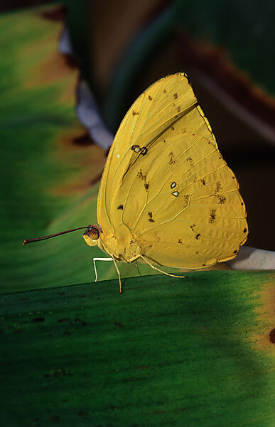 Orange-Barred Sulphur