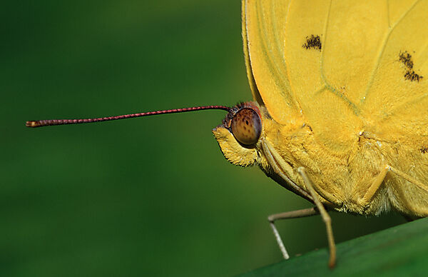 Orange-Barred Sulphur