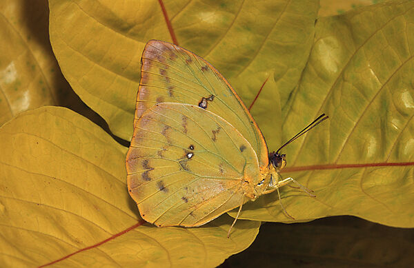 Orange-Barred Sulphur