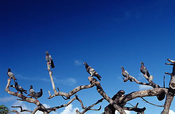 Pidgeons on a tree