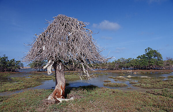Dead tree and salt lake