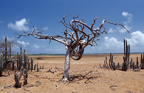 Dead tree and cactuses
