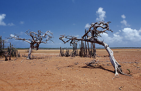 Dead tree and cactuses