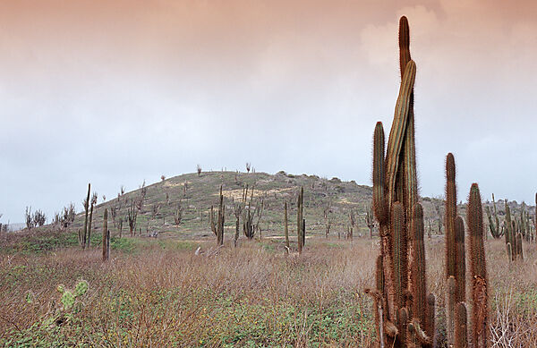 Cactuses