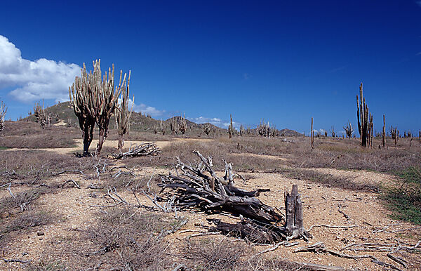 Cactuses
