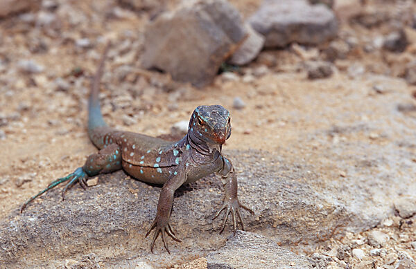 Blue whiptail lizard