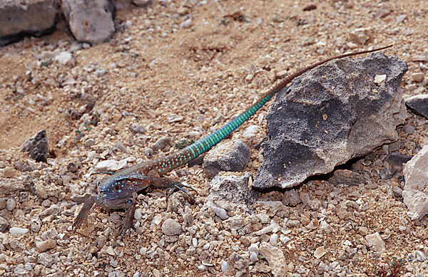 Blue whiptail lizard