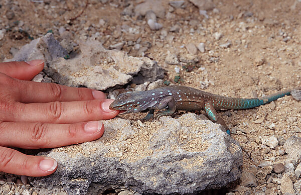 Blue whiptail lizard bites in finger