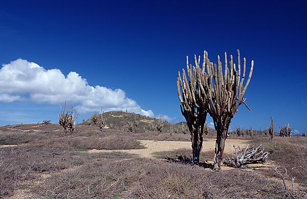 Cactuses
