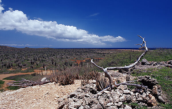 Desert landscape