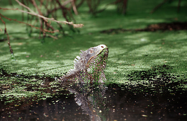 Gruener Leguan im Wasser