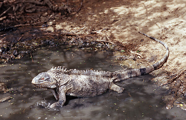 Gruener Leguan