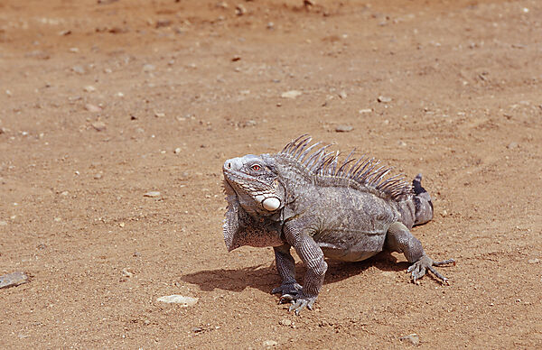 Gruener Leguan