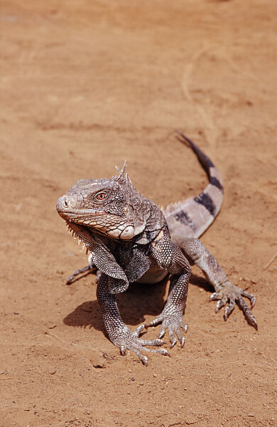 Gruener Leguan