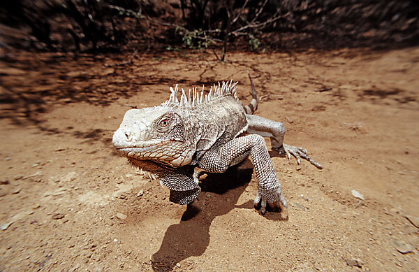 Gruener Leguan