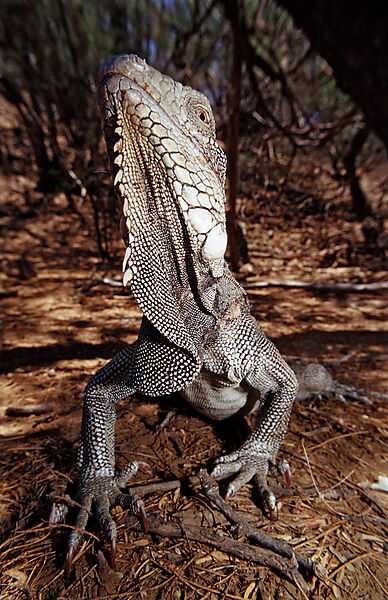 Gruener Leguan